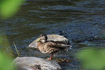 Female mallard or Wild duck sitting on a rock in the river. anas platyrhynchos
