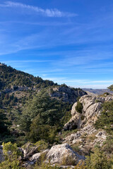 Naklejka premium Pine forest on hiking trail to peak Torrecilla, Sierra de las Nieves national park, Andalusia, Spain 