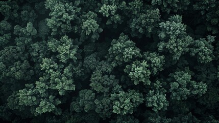 Fototapeta premium Forest landscape pattern background top view generated by ai