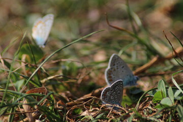 The common blue butterfly (Polyommatus icarus) sitting on the grass. Panoramic photo of an insect in green grass on a summer afternoon in Czech republic. Group of common blue butterflies in the grass
