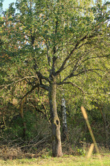 A sturdy tree with lush green leaves stands in a grassy field. Its thick trunk and sprawling branches create a sense of stability and strength in the natural landscape