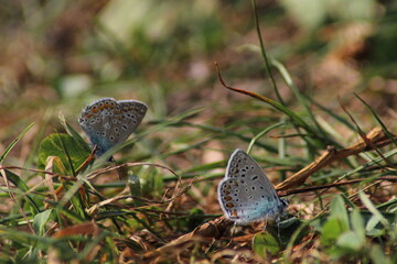 The common blue butterfly (Polyommatus icarus) sitting on the grass. Panoramic photo of an insect in green grass on a summer afternoon in Czech republic. Group of common blue butterflies in the grass
