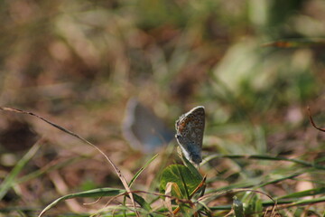 The common blue butterfly (Polyommatus icarus) sitting on the grass. Panoramic photo of an insect in green grass on a summer afternoon in Czech republic. Group of common blue butterflies in the grass
