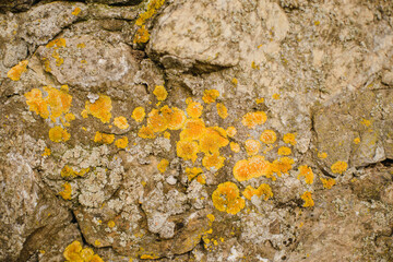 The texture of a natural stone with sprouts, leaves and moss