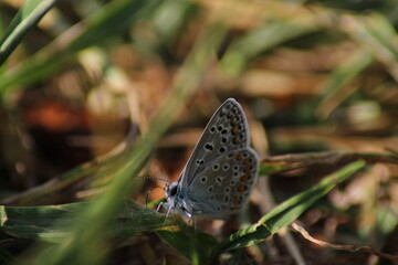 The common blue butterfly (Polyommatus icarus) sitting on the grass. Panoramic photo of an insect in green grass on a summer afternoon in Czech republic. Group of common blue butterflies in the grass
