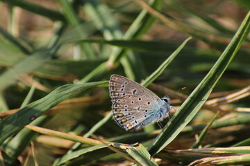 The common blue butterfly (Polyommatus icarus) sitting on the grass. Panoramic photo of an insect in green grass on a summer afternoon in Czech republic. Group of common blue butterflies in the grass
