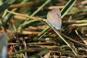 The common blue butterfly (Polyommatus icarus) sitting on the grass. Panoramic photo of an insect in green grass on a summer afternoon in Czech republic. Group of common blue butterflies in the grass
