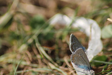 The common blue butterfly (Polyommatus icarus) sitting on the grass. Panoramic photo of an insect...