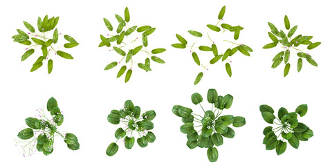 set of different plants and grass isolated on transparent background from the top view