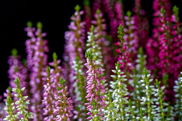 Obraz premium Heather photographed close-up with a macro lens.
