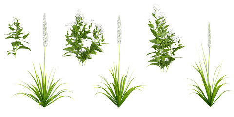 set of Himalayan foxtail lily Eremurus himalaicus,Eupatorium serotinum plants on transparent background