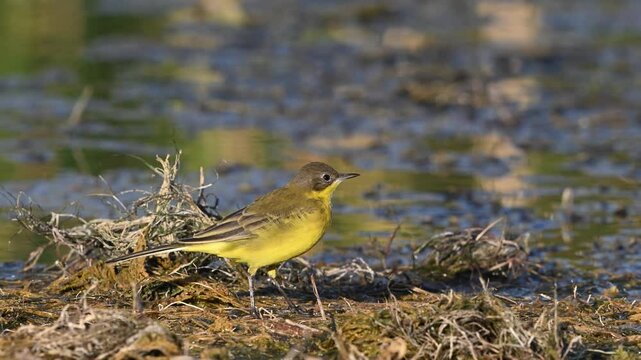 Bird Yellow Wagtail Motacilla flava summer time. Slow motion. A bird walks on the riverbank catching insects and eating them. Close up.
