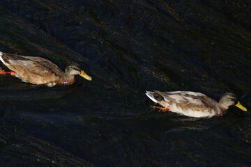 A couple of mallard ducks swims in the river. Mallard ducks, Wild ducks. Latin name Anas platyrhynchos, male and female
