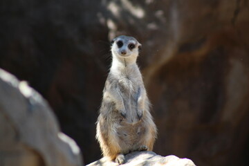 Puzzled Meerkat