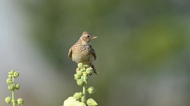Eurasian Skylark, Alauda arvensis, in the habitat close up. Slow motion. The bird looks around and flies away.