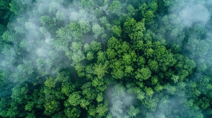 Foggy forest landscape pattern background top view generated by ai