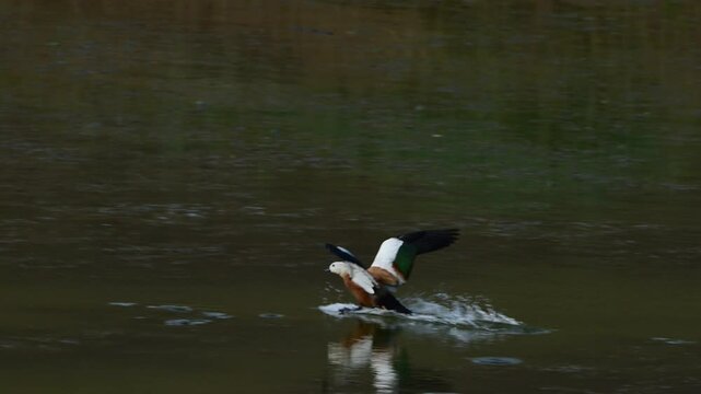 Red duck Tadorna ferruginea Duck in flight to land on the water. Slow motion.