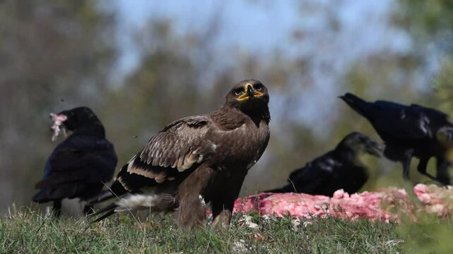 Steppe Eagle Aquila nipalensis sitting in the grass on meadow, raven in background. Wildlife scene from nature. Slow motion.