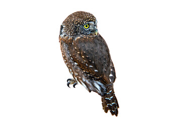 Pygmy Owl - Ferruginous (Glaucidium brasilianum) Photo, Perched on a Transparent, Isolated PNG Background