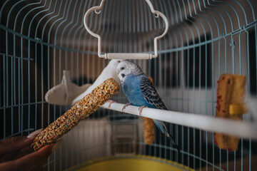 A vibrant blue budgie sits on a perch inside a birdcage, interacting with a tasty seed stick. Ideal...