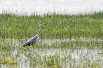 Grey Heron in Helsinki at summer