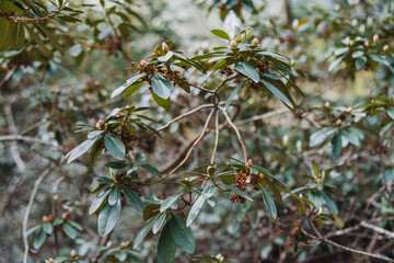 Rhododendron Micranthum Shrub with Green Leaves and Buds. Botanical photography, nature, evergreen plant, floriculture, seasonal growth, natural environment concept