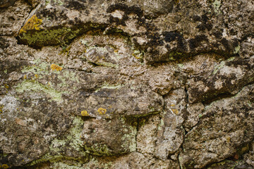 The texture of a natural stone with sprouts, leaves and moss