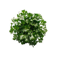 Obraz premium parsley isolated on white background