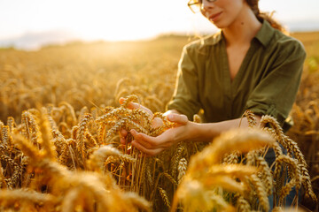 A woman examines ripened wheat during sunset in a golden field showcasing the beauty of agriculture...