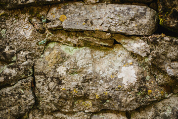 The texture of a natural stone with sprouts, leaves and moss