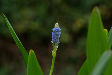 Pickerel weed flowers