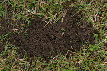 A common anthill