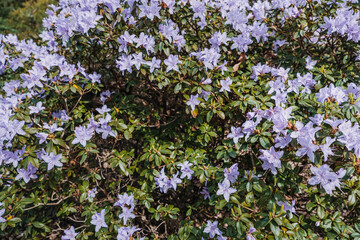 Rhododendron 'Blue Dream' Plant. Ericaceae family, botanical garden, species identification, educational display, nature, gardening, floriculture concept