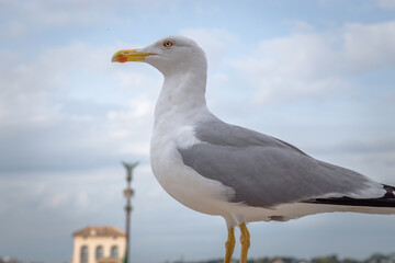 Gaivota no Altar da Pátria, Roma