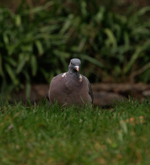 pigeon on the grass