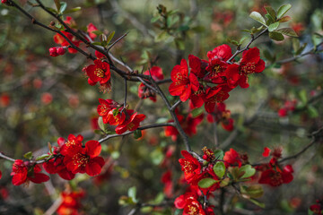 Chaenomeles Superba Shrub with Vibrant Red Flowers. Botanical photography, spring bloom, nature, flowering quince, ornamental plant, floriculture, seasonal growth concept