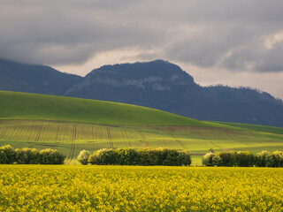 Fototapeta premium Agriculture landscape. A field of blooming rapeseed in the foreground. A view of the green hills with storm clouds looming over them. In the distance you can see the Hoczanskie Mountains. Slovakia.