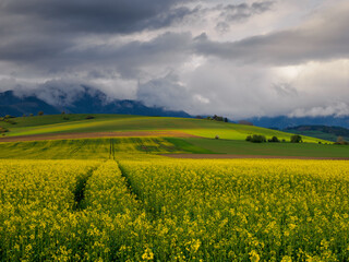 Naklejka premium Agriculture landscape. A field of blooming rapeseed in the foreground. A view of the green hills with storm clouds looming over them. In the distance you can see the High Tatras range. Slovakia.