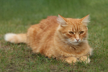 Portrait of a luxury Ginger cat outdoors. Big, red, fluffy cat resting on the green grass. Orange Cat  in nature. Pet. Nature, summer. 