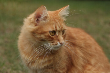 Portrait of a luxury Ginger cat outdoors. Big, red, fluffy cat resting on the grass. Orange Cat looks away. Pet. Nature, summer. 