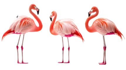 Selbstklebende Fototapeten three pink flamingos standing isolated png transparent background © Mehak