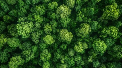 aerial view of dense green forest with trees