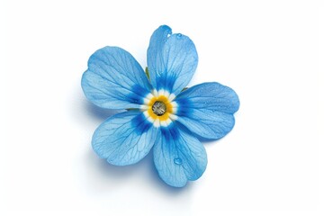 Closeup photo of Myosotis arvensis Forget me not flower blue color isolated on white background