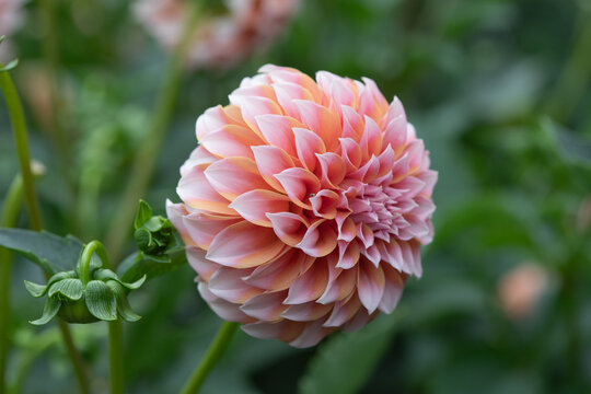 peaches 'n cream dahlia 2