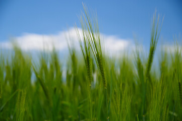 Fresh green grain in the fields.
