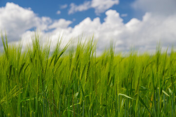 Fresh green grain in the fields.