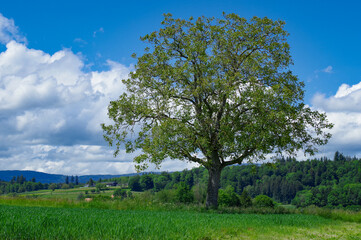 Lone tree in the fields, natural landscape Switzerland,
