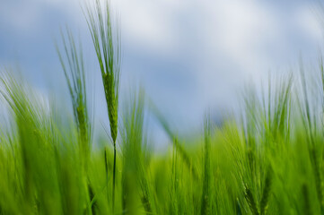 Fresh green grain in the fields.