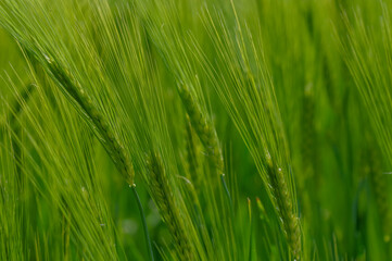 Fresh green grain in the fields.