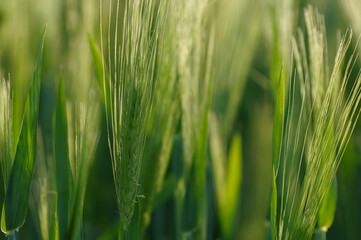 Fresh green grain in the fields.